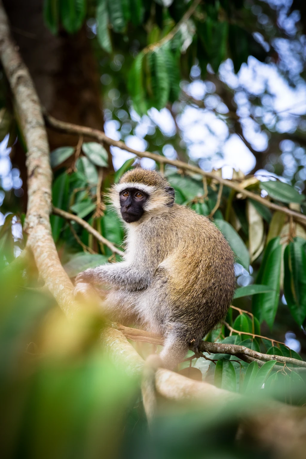 Mabira Forest Reserve