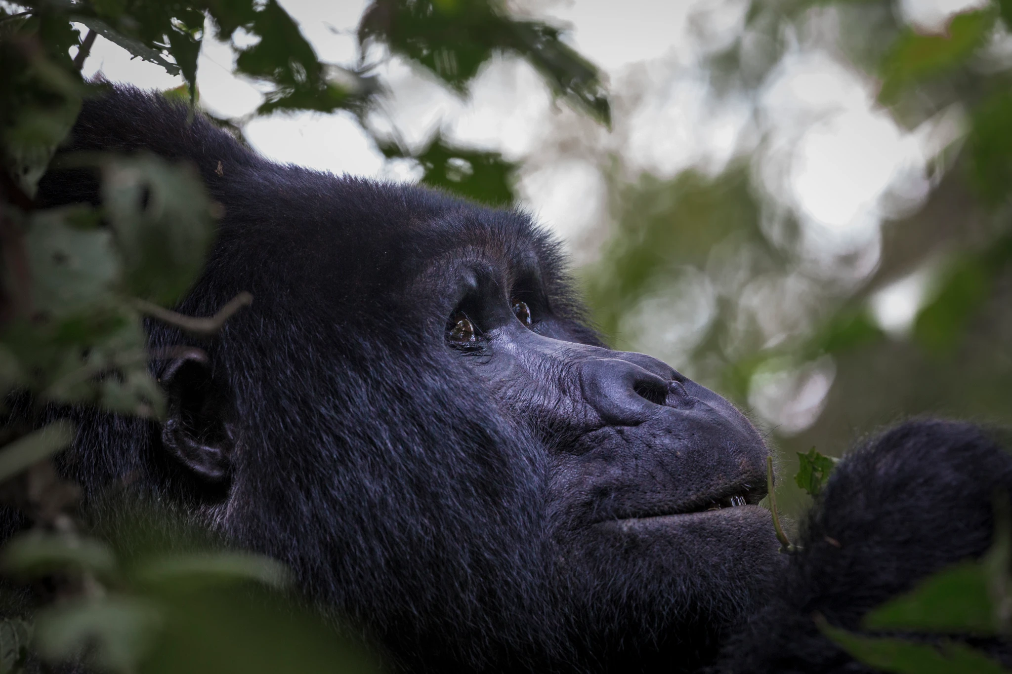 Parque Nacional Mgahinga